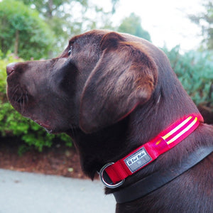 Premium LED Collar - (IPX4 Rated)