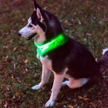 Load image into Gallery viewer, Premium LED Collar - (IPX4 Rated)