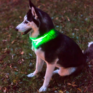 Premium LED Collar - (IPX4 Rated)