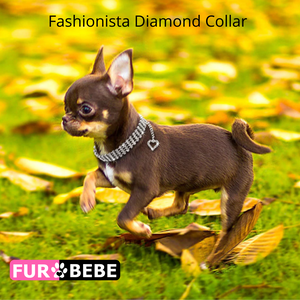 Fashionista Diamond Collar