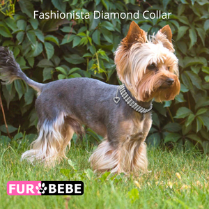 Fashionista Diamond Collar